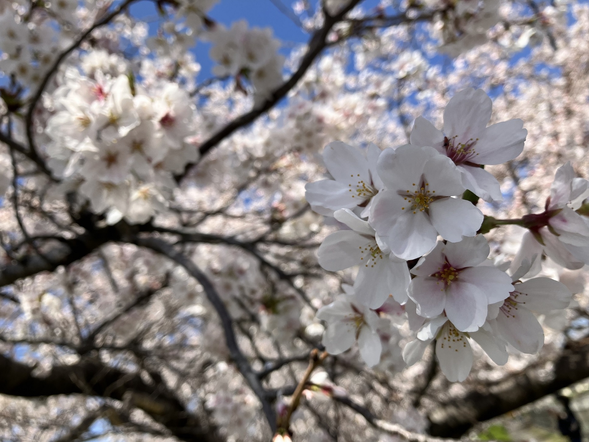 りんくうタウン・泉佐野市域及び周辺の桜が美しいスポット紹介